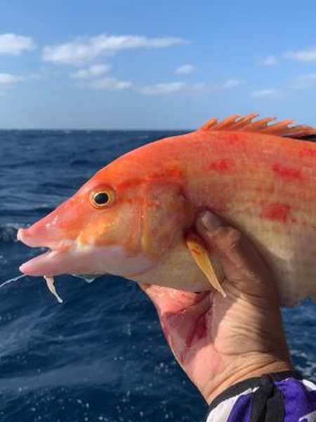 几乎全被它吃掉了,所以它拥有了一个了不起的名字〈狐鲷〉-全民小视频