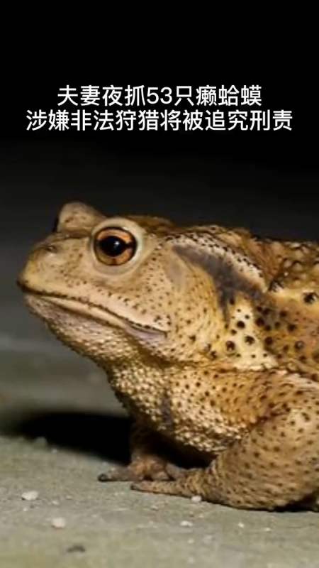 夫妻夜抓53只癞蛤蟆涉嫌非法狩猎将被追究刑责