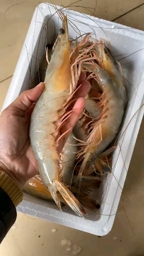 海鲜#春季带籽大对虾,又叫东方明虾.渤海湾海捕大对