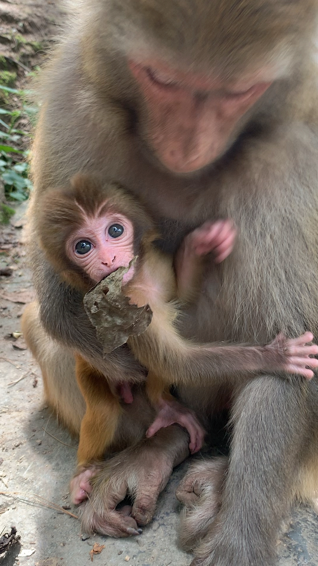保护野生动物#刚出生的小猴宝宝