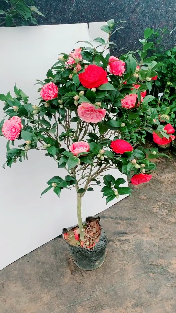 开花五个颜色的茶花,五色赤丹