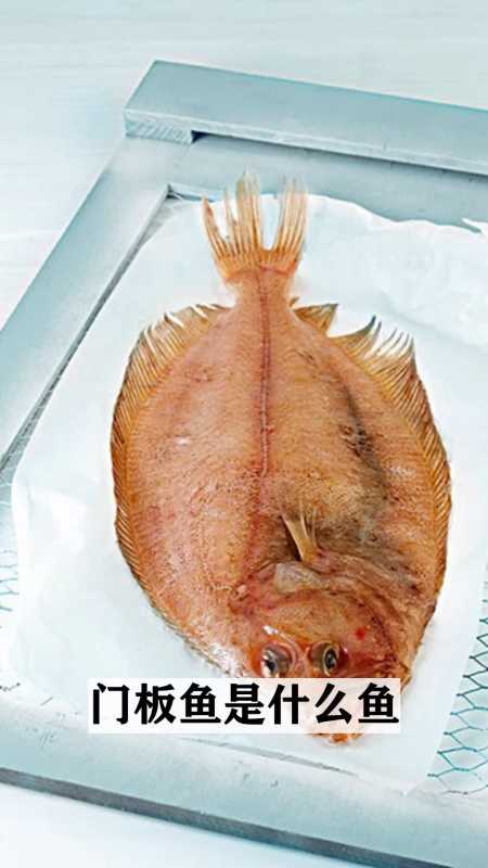 走进神秘的动物世界,门板鱼是什么鱼-度小视