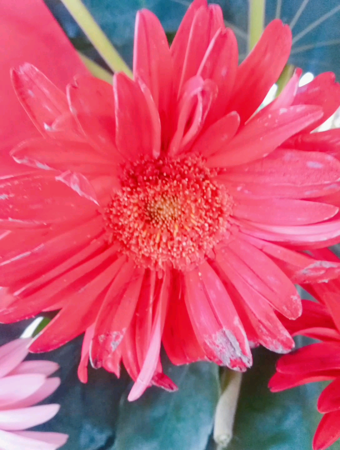 爱的魔力转圈圈#花