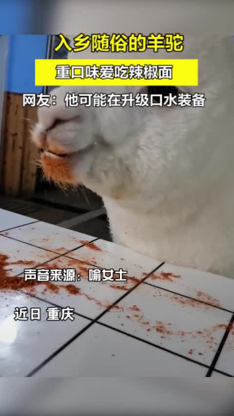 宠物羊驼入乡随俗,沉迷吃辣椒面无法自拔!