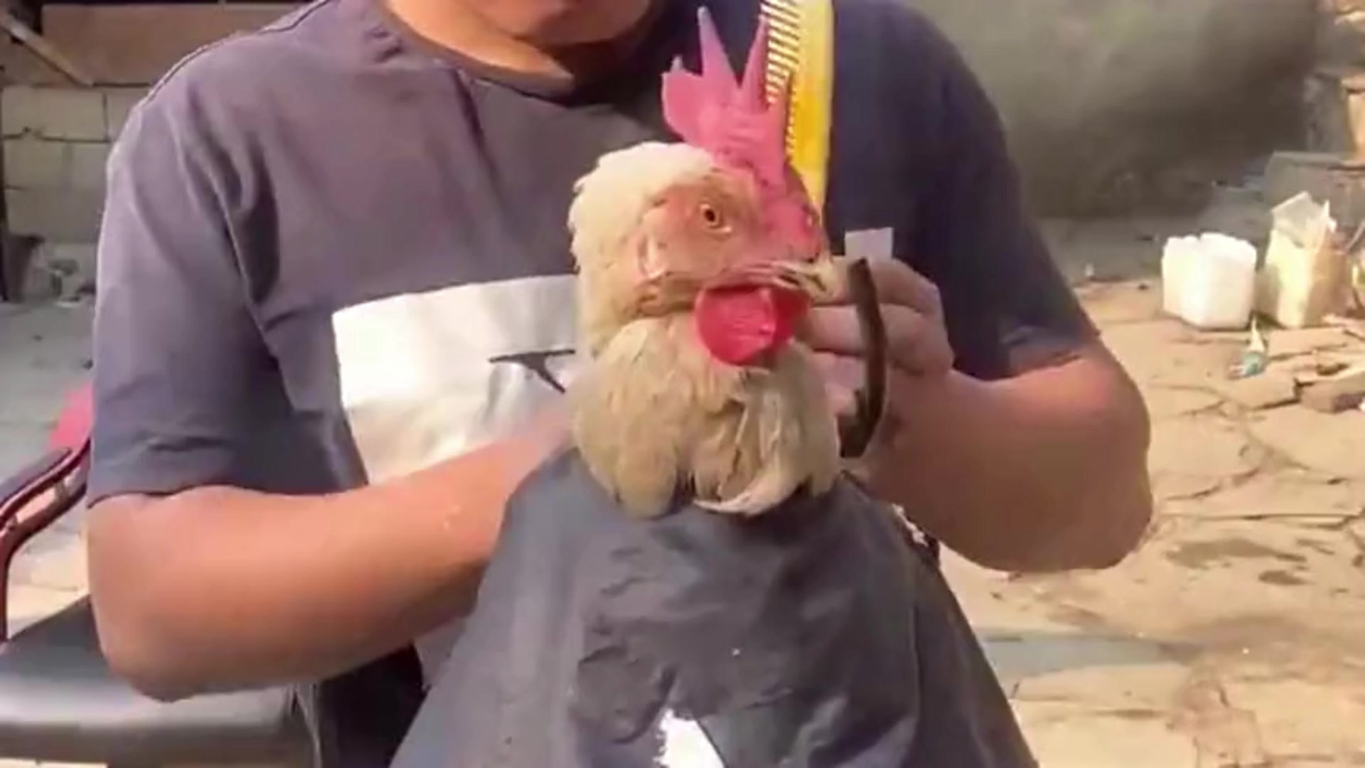 农村大哥闲来无事,给自家公鸡剪了个发型