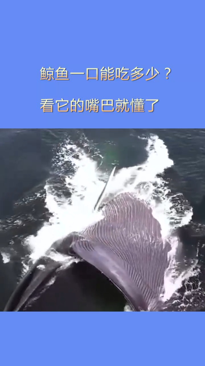 我要上热门#鲸鱼的嘴巴也太大了