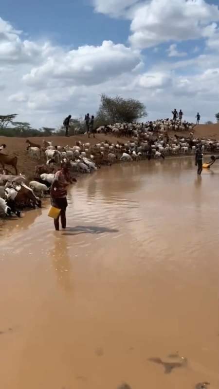 娱乐#非洲牛羊成群的来喝水,看非洲小哥淡定地喝着这种水,真是震惊!