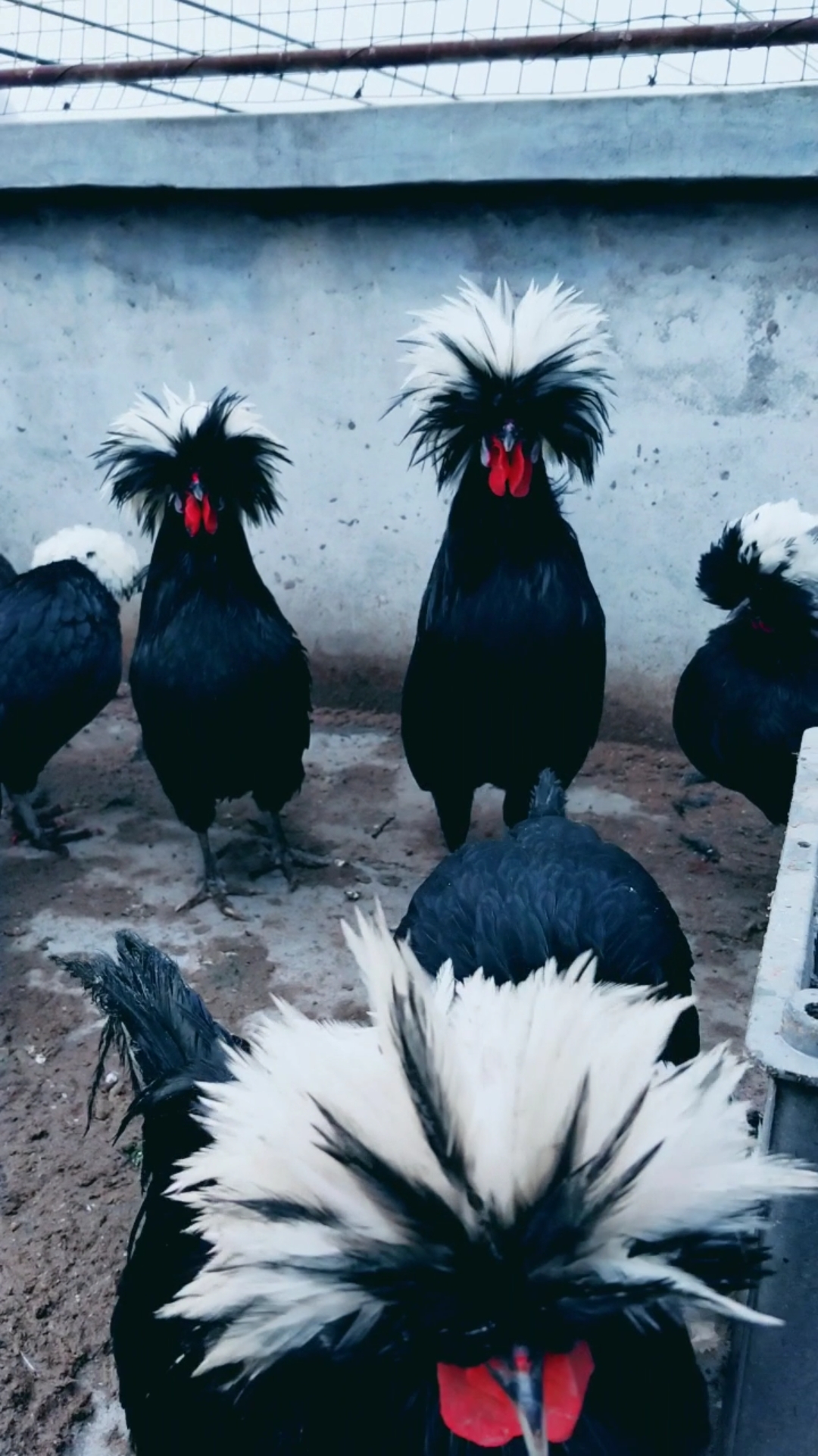 会跳舞的白头帽子鸡