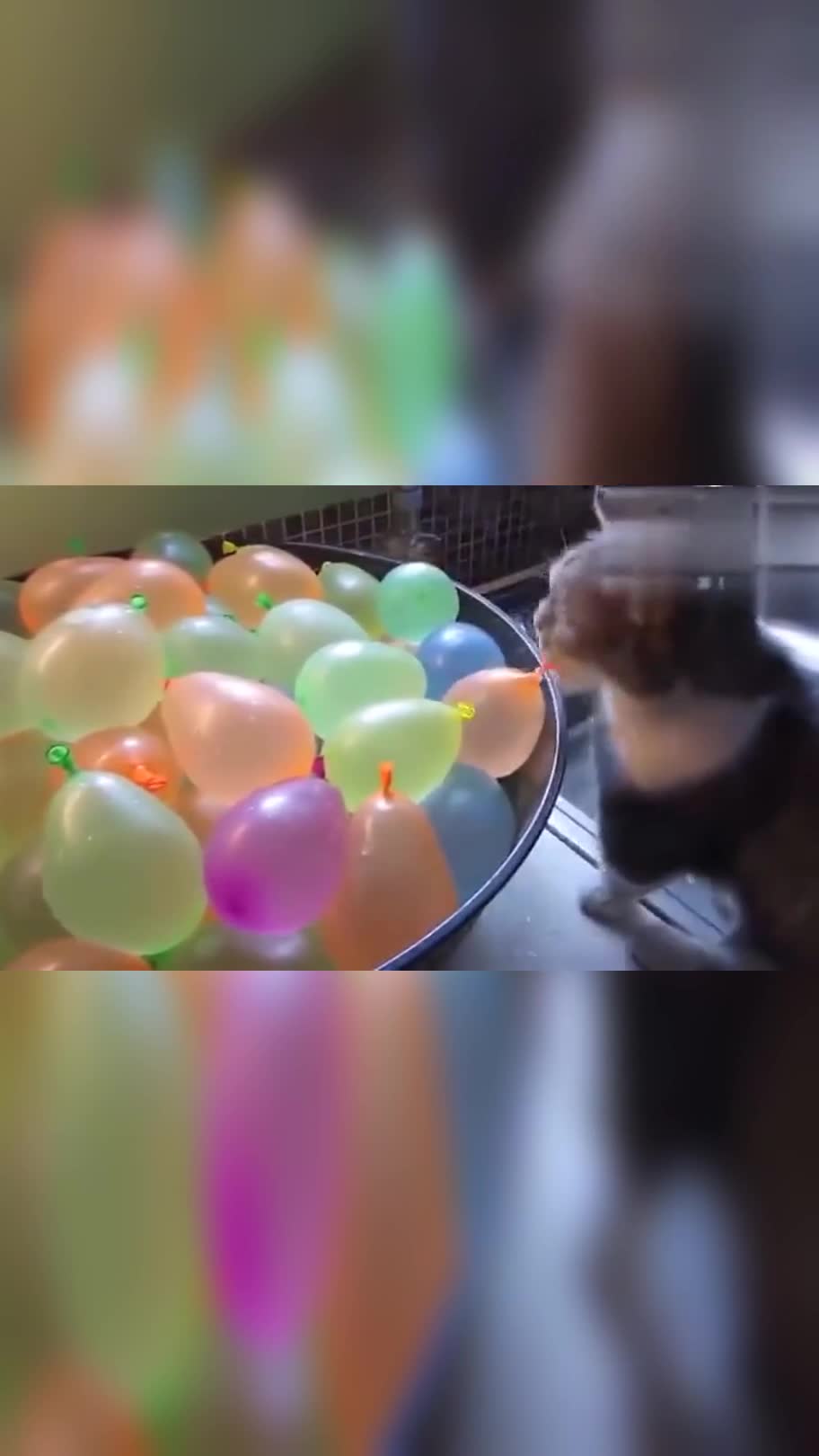 当气球破掉的那一瞬间,喵星人懵了