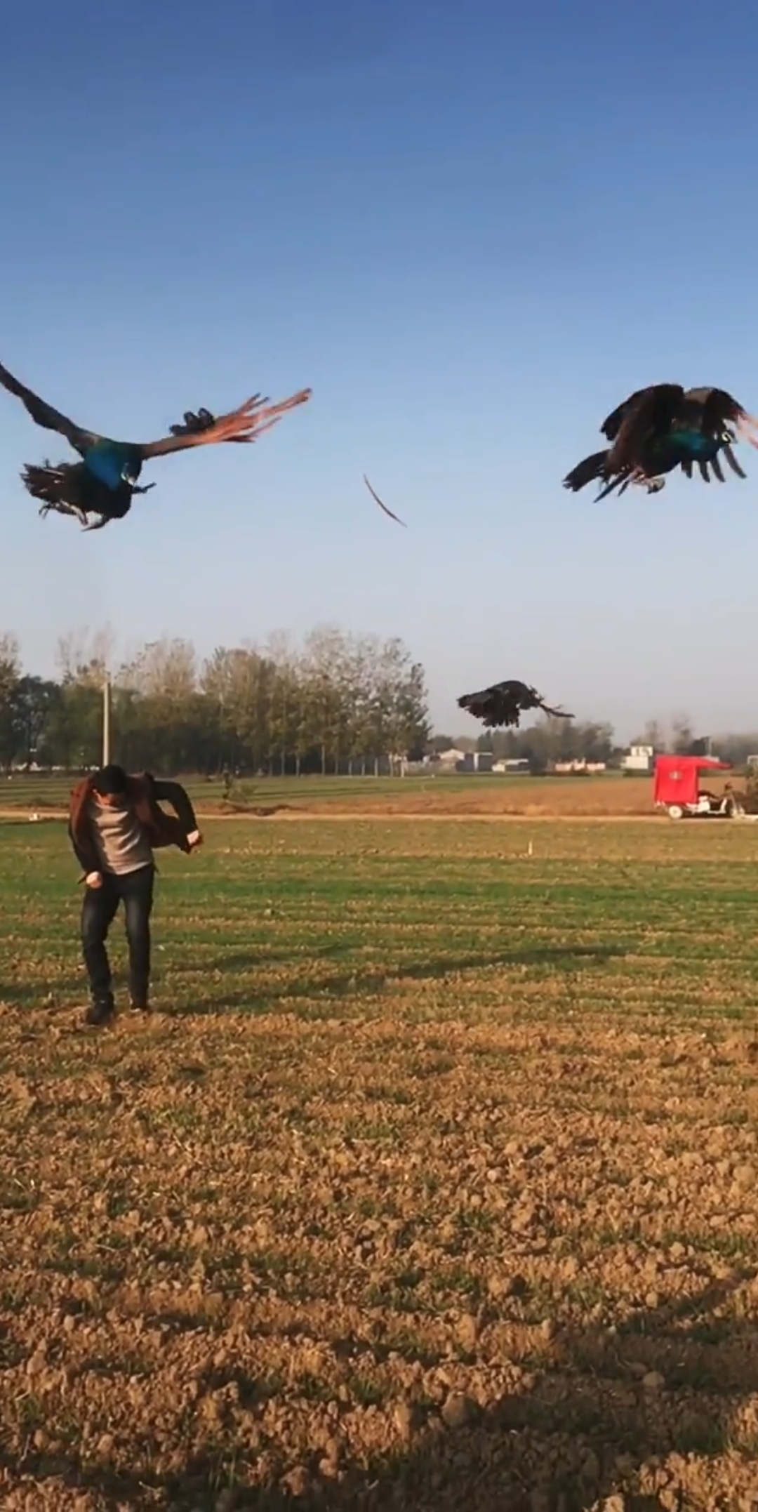 孔雀达人#小伙扔孔雀  吓了个半死  居然拉他一身