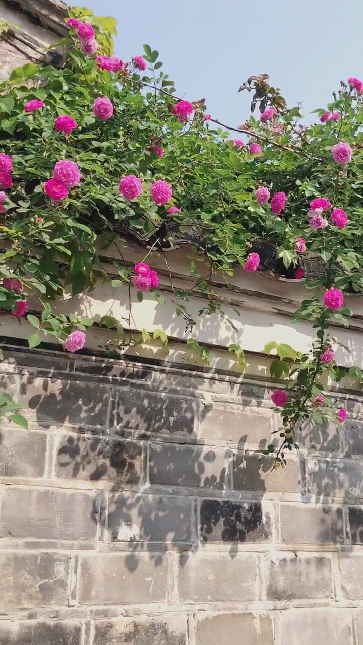 健身走步#古墙开满蔷薇花