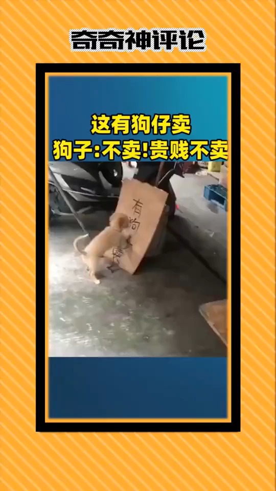 搞笑视频#我命由我不由你!