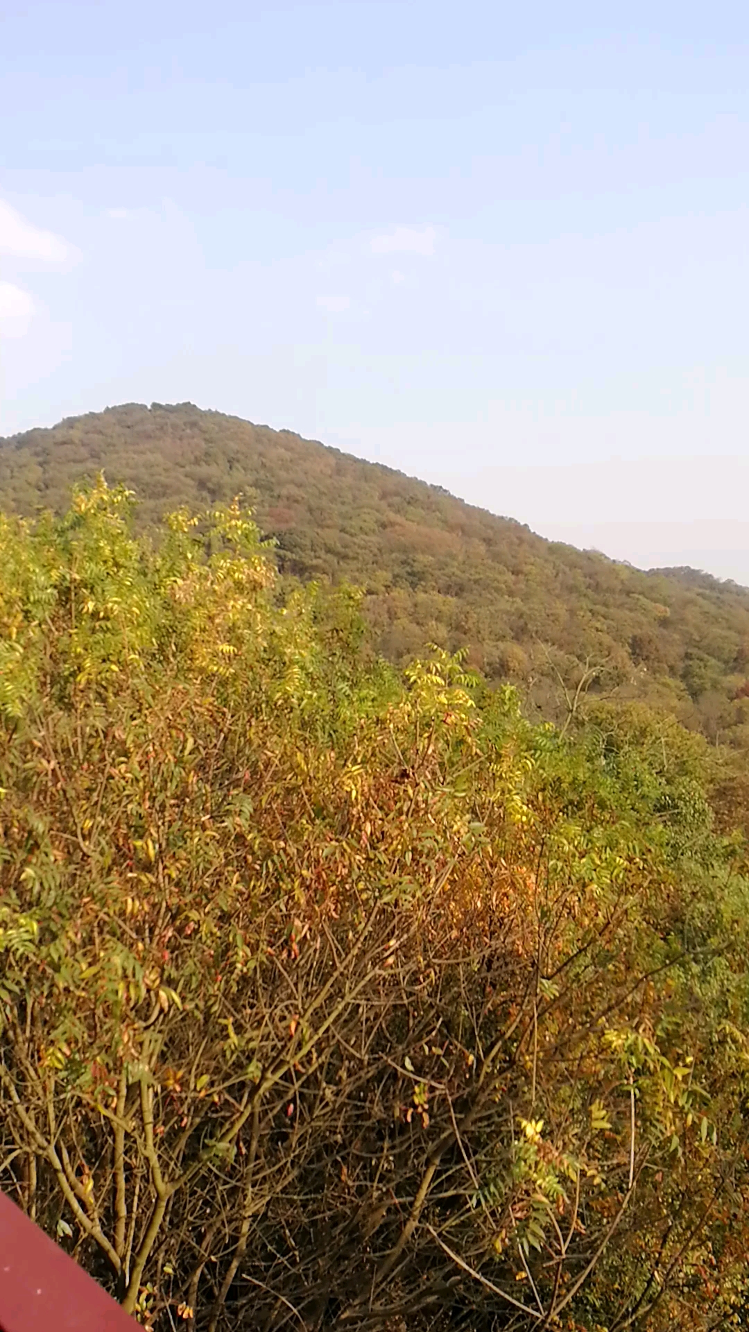 满山黄色,落叶美,老山风景