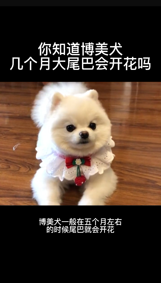 你知道博美犬幾個月大尾巴會開花嗎