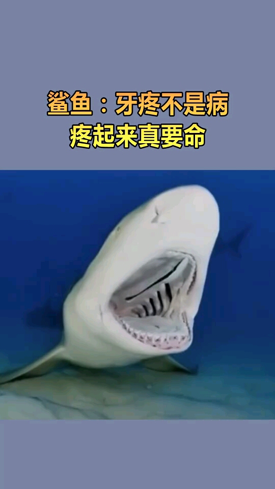 鲨鱼:牙疼不是病,疼起来真要命