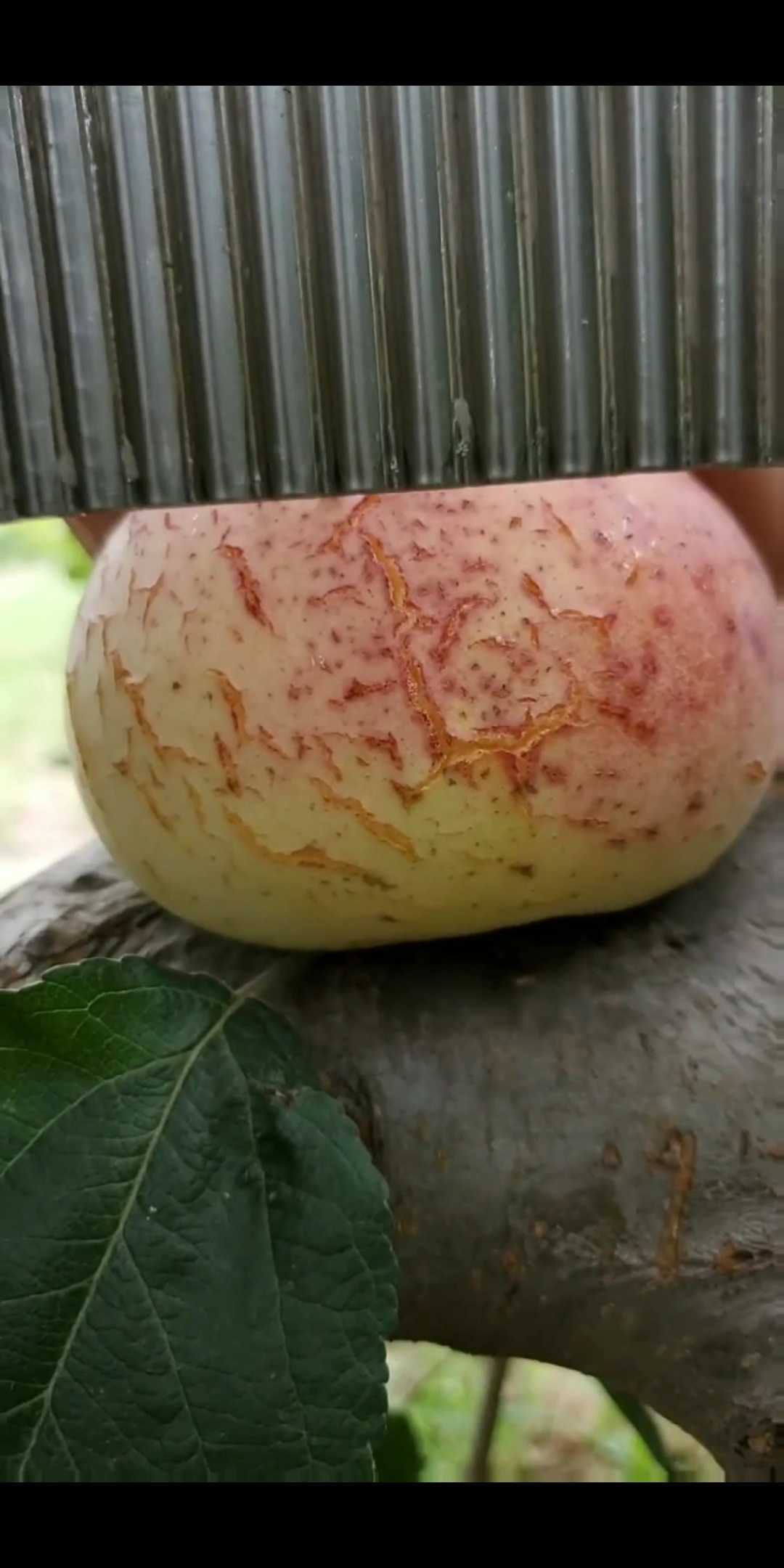 一脸麻子很不圆润盘他