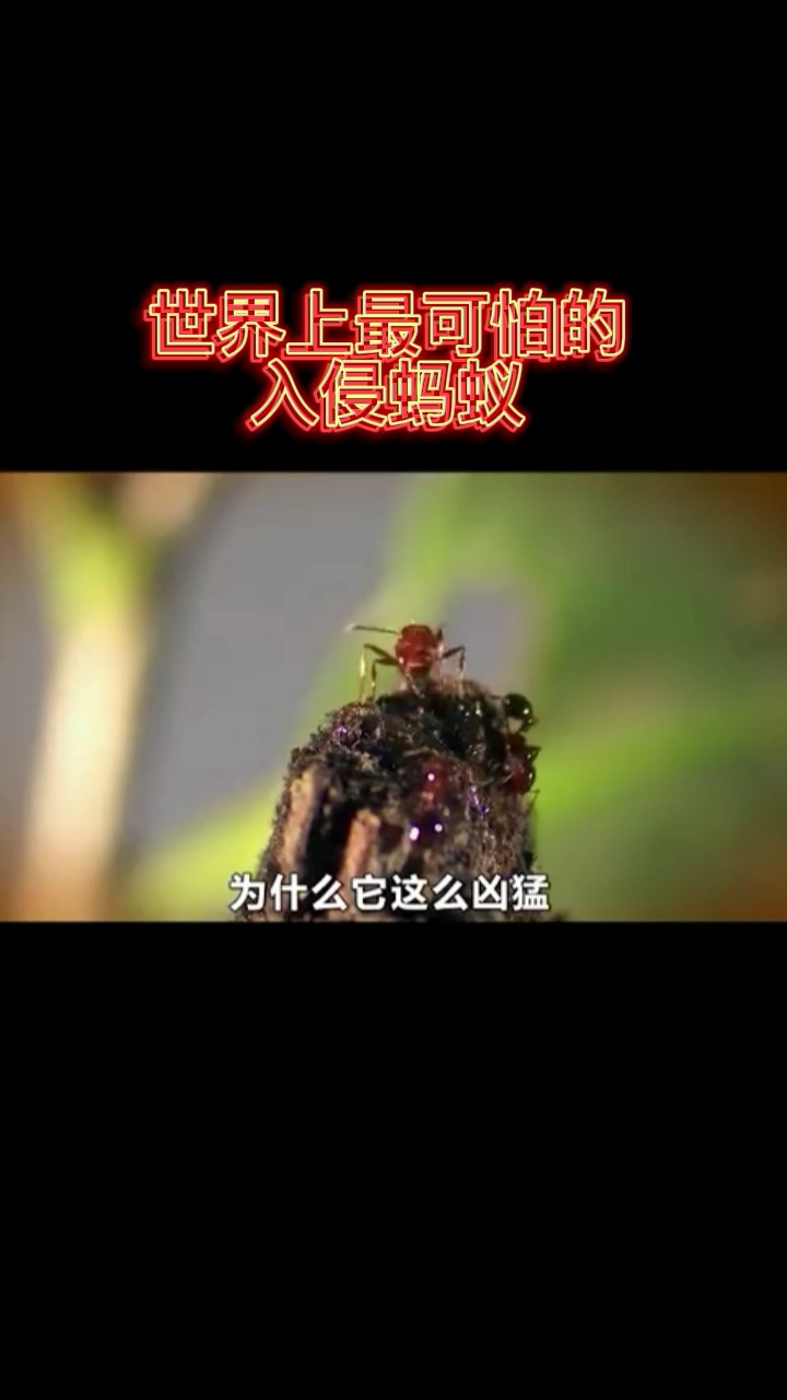蚂蚁#红火蚁位列全球百种最危险入侵物种,你知道为什么说红火蚁适 