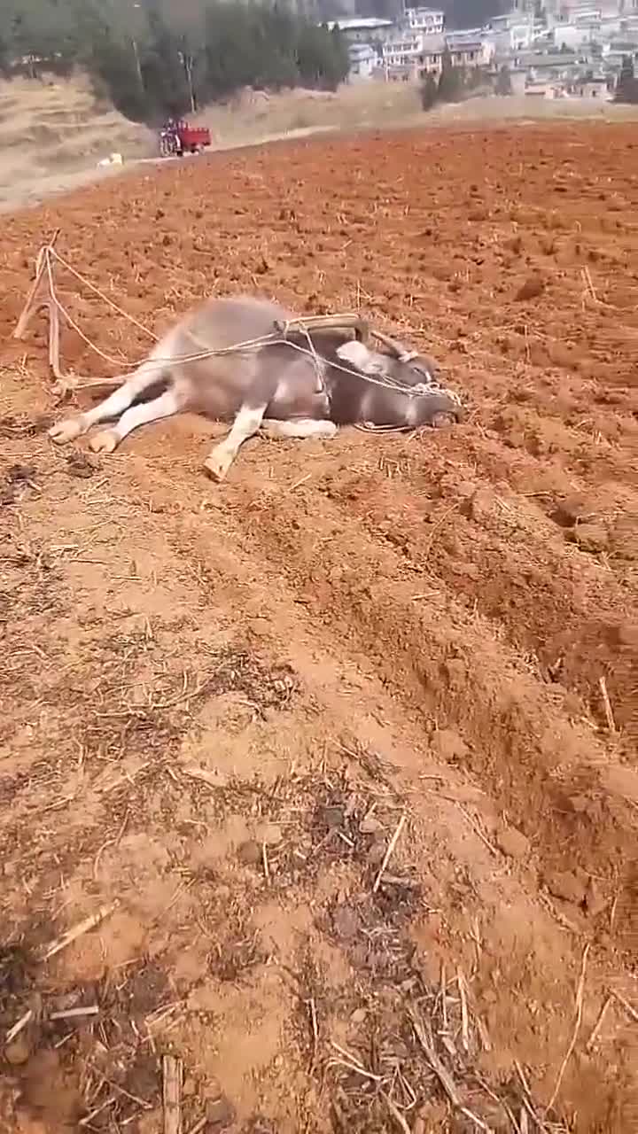 耕地累死牛图片图片