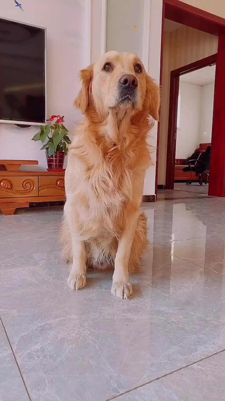 金毛狗狗竟然狮子大开口,这是怎么回事啊