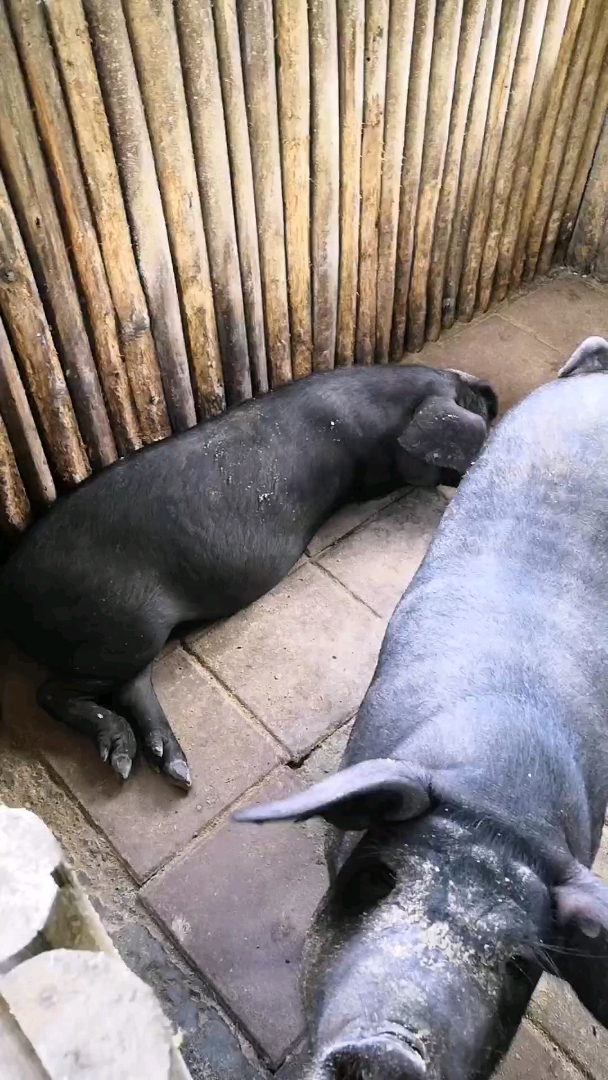 太湖农场里的黑猪,非广告