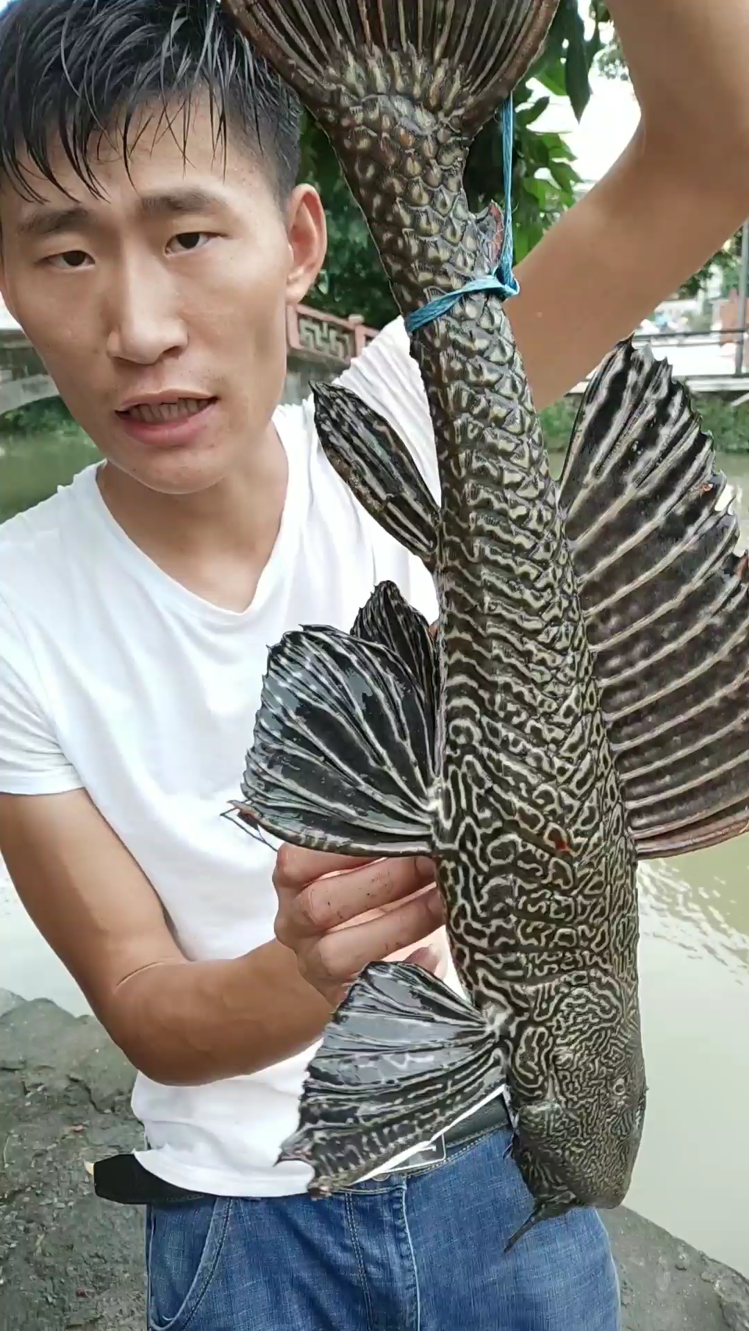 清道夫都变异了,长这么大!