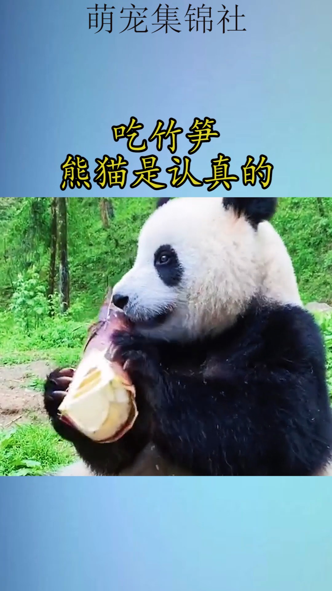 我要上热门#吃竹笋熊猫是认真的