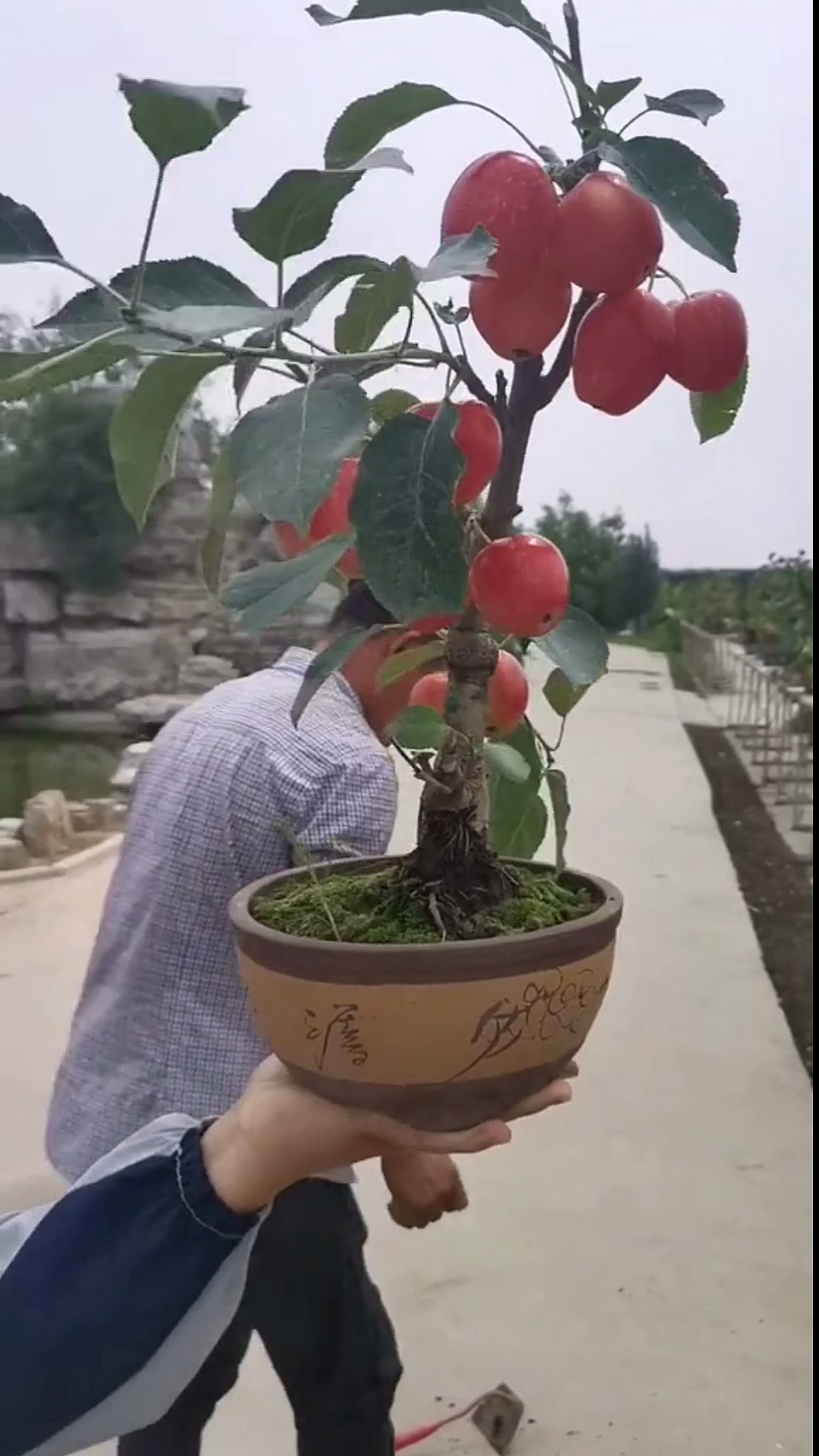 锦绣海棠又名鸡心果,成熟以后,晶莹剔透非常漂亮!