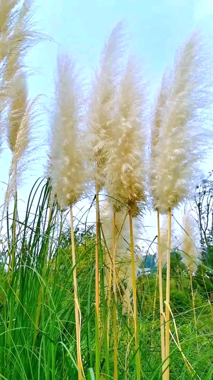 天高秋凉风儿飘,几枝熟苇随风摇.毛绒蓬松穗儿美,英姿飒爽迎秋到.