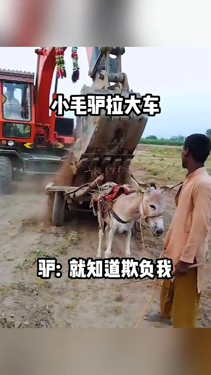 搞笑配音#小毛驴拉大车,真心拉不动啊,心疼毛驴儿