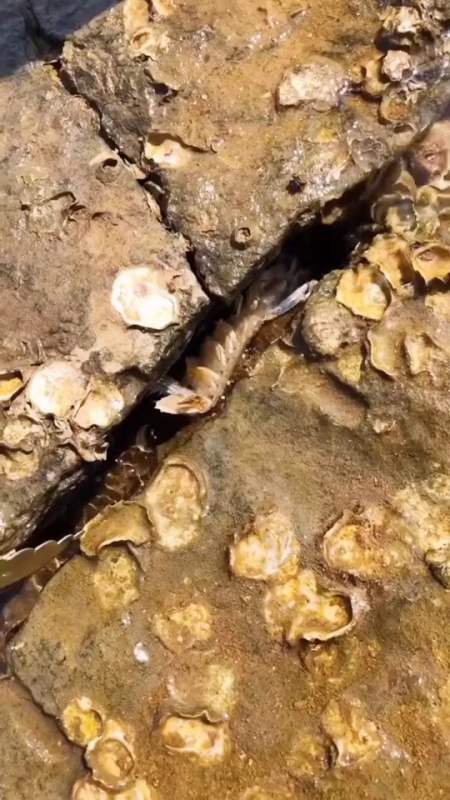 石头缝里发现一只皮皮虾,不是我它可能出不来了