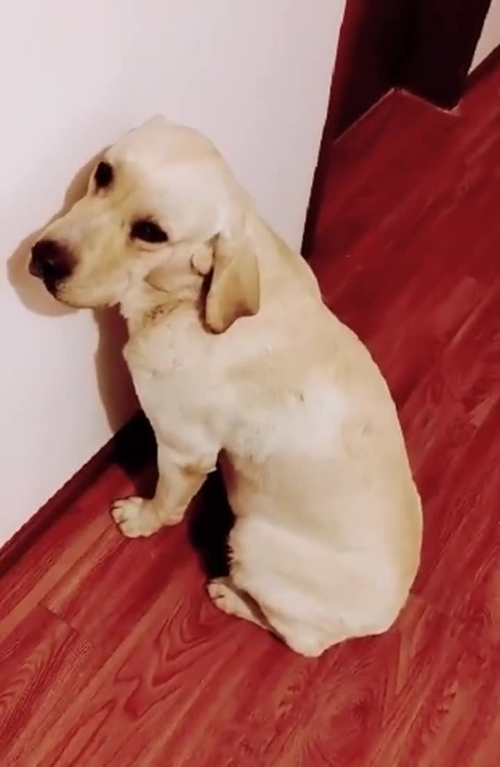 狗子面壁思过,看这态度是知错不改啊