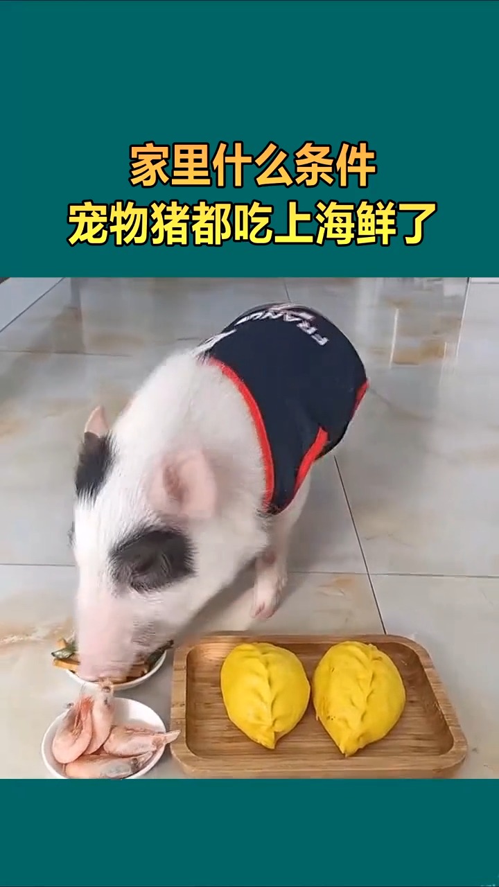 家里什么条件,宠物猪都吃上海鲜了