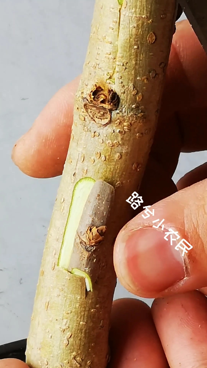 这是嫁接高手#最简单的芽接法--嵌芽接,操作简单易学,一年四季可以