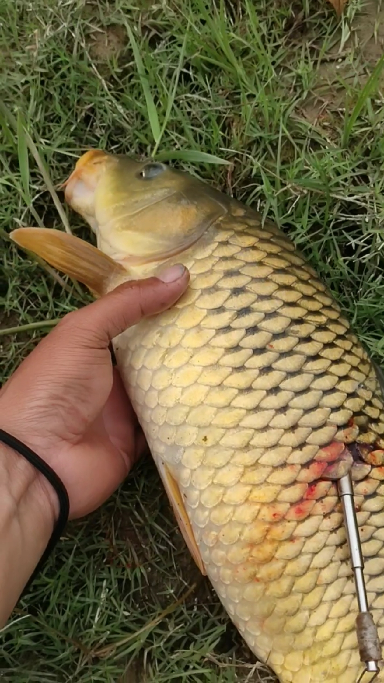 野生大鲤鱼,金黄色,漂亮