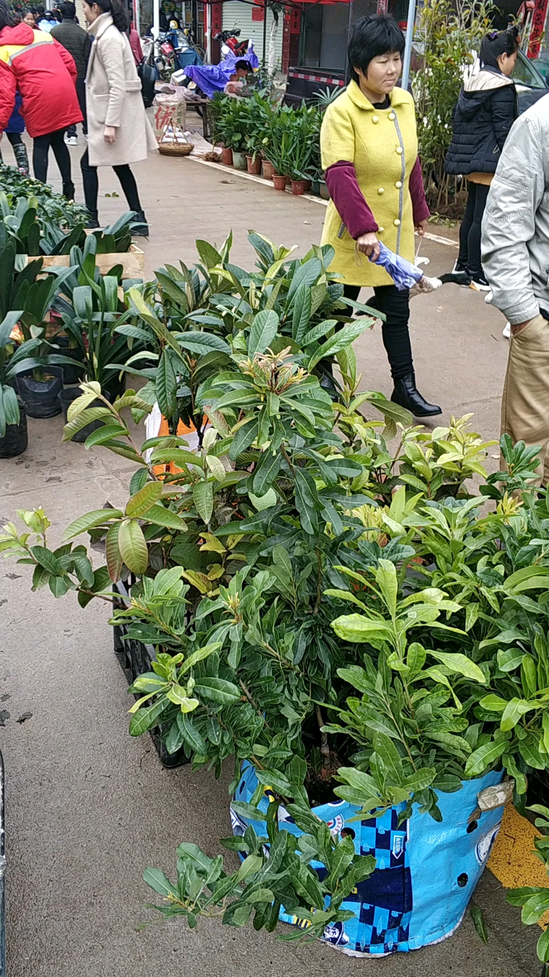 卖树苗的,好多人买