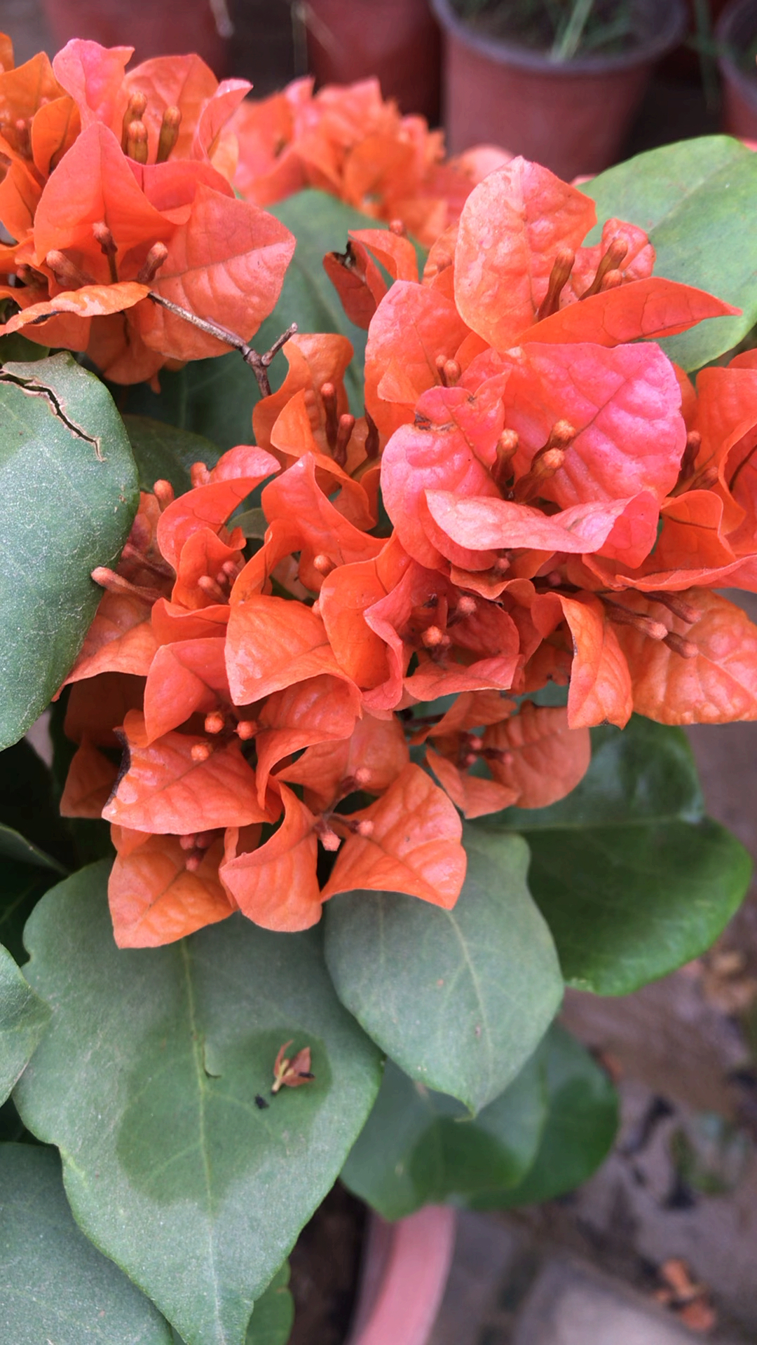 乡村生活#叶子花花语:热情,坚韧不拔,顽强奋进,没有真爱是一种悲伤!