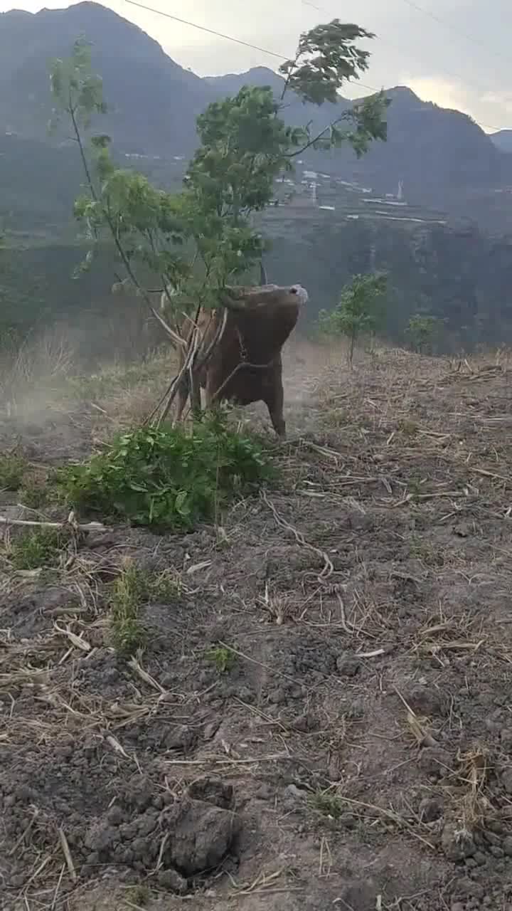 十头牛都拉不回来图片