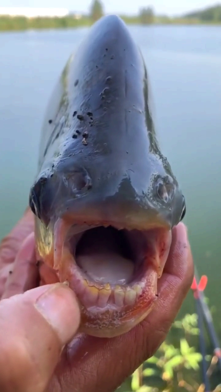 你喜欢的样子我都有#咬人的鱼,你见过吗?