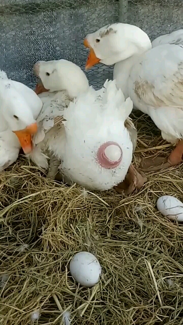 鹅下蛋也不容易呀!