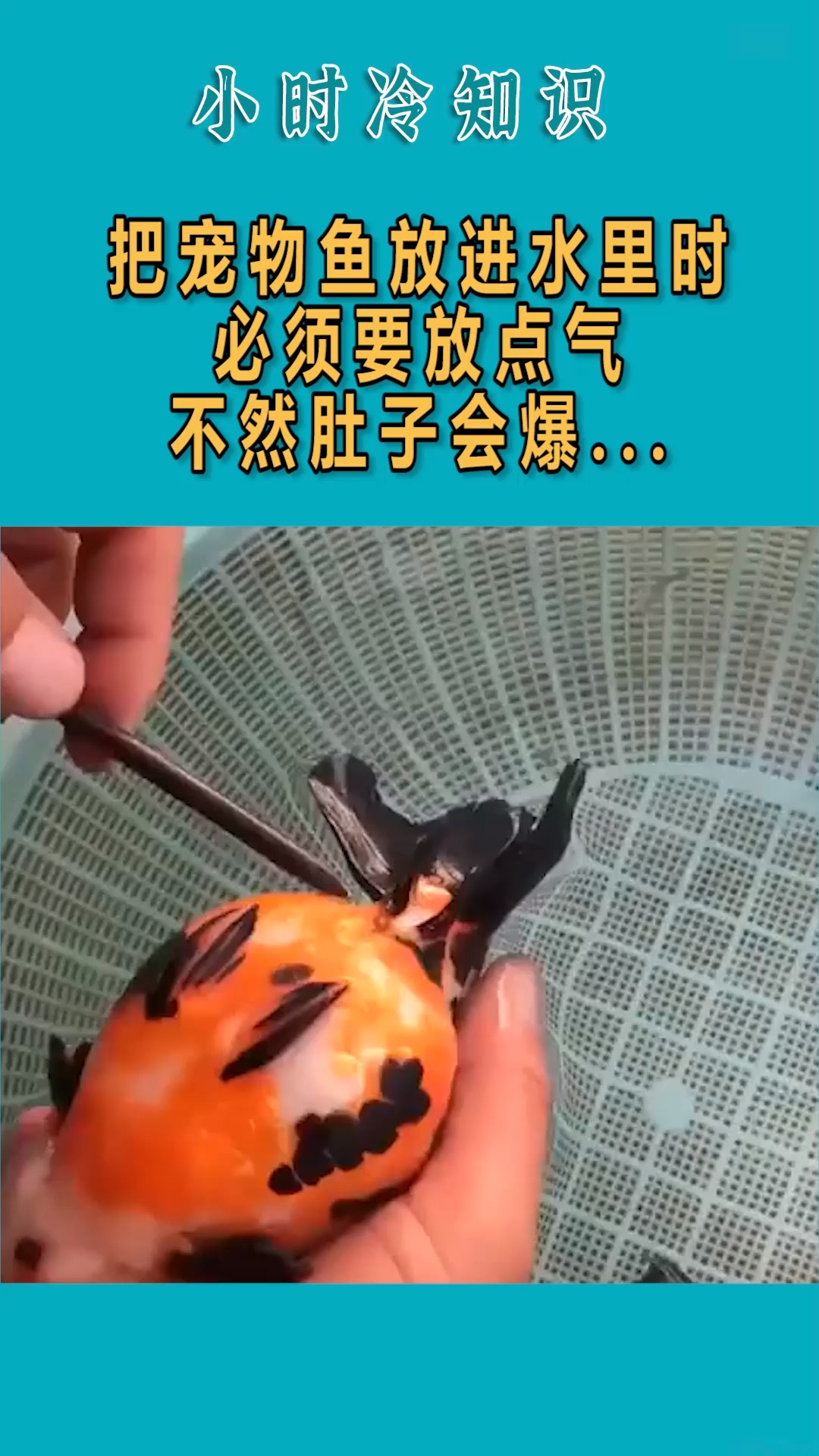 我要上热门#据说把宠物鱼放进水里时,必须要放点气,不然肚子会爆