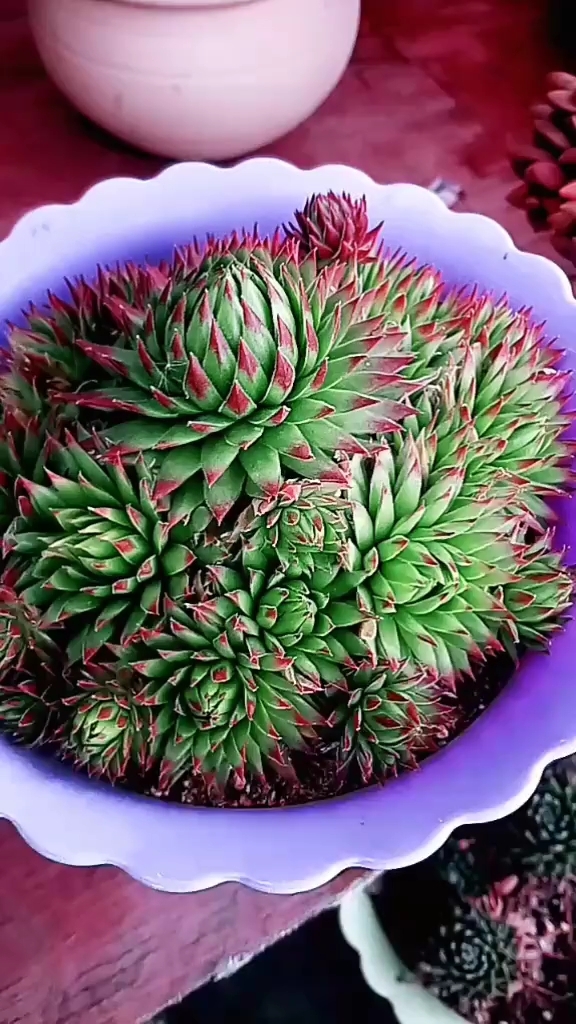 橘子球很美吧!最喜欢的长生草!很美吧!