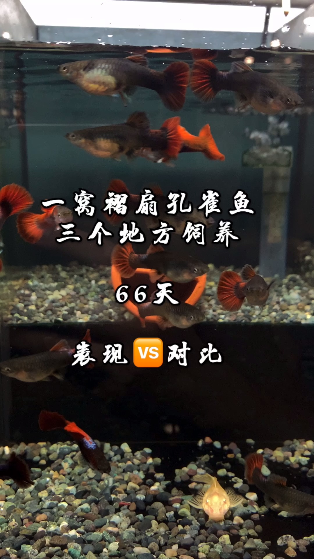 一窩褶扇孔雀魚三個地方飼養66天表現對比