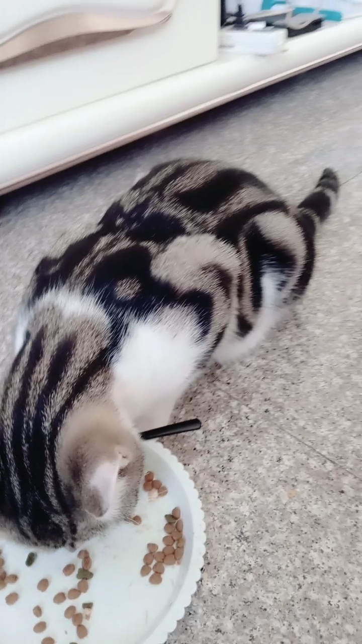 小猫正在吃东西.