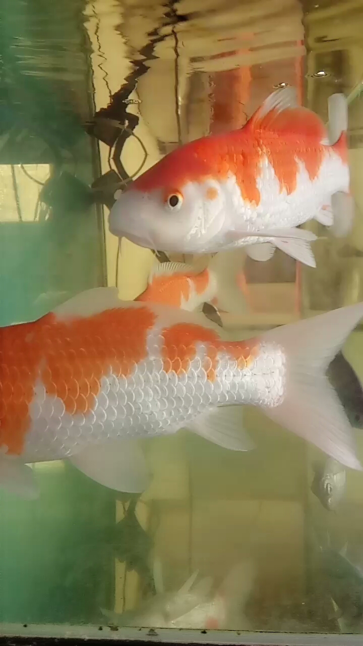 720_1280竖版 竖屏