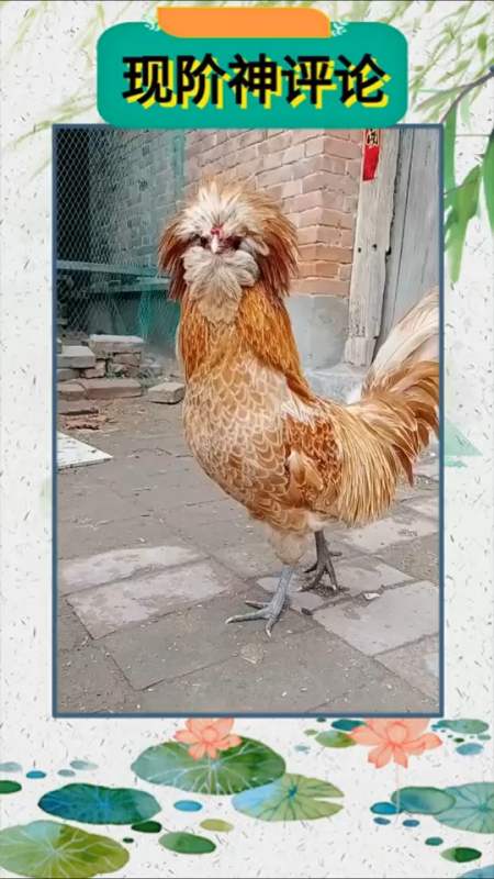 搞笑视频#单身久了,看一只鸡都觉得眉清目秀