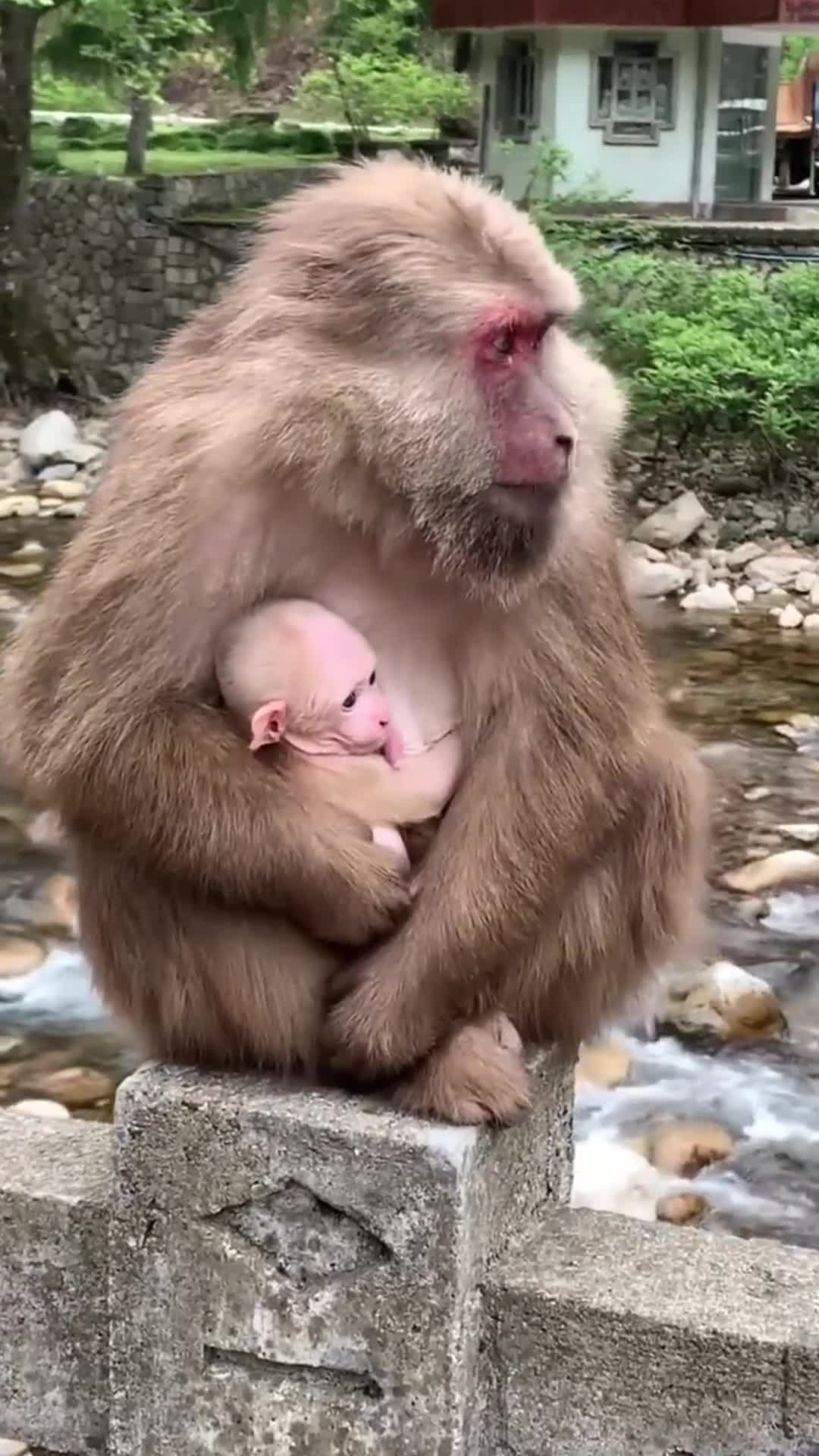 动物世界猴妈妈在给猴宝宝喂奶