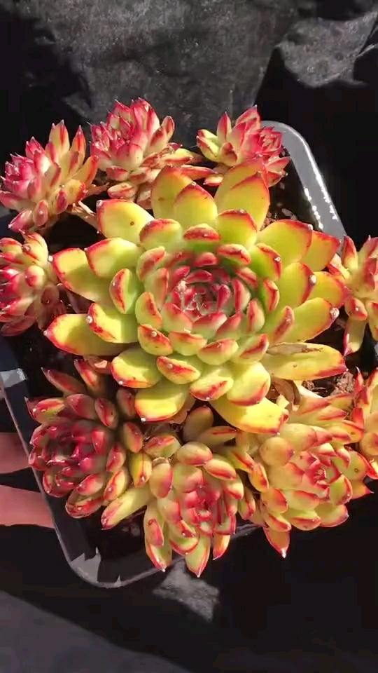 多肉植物,贵妇指
