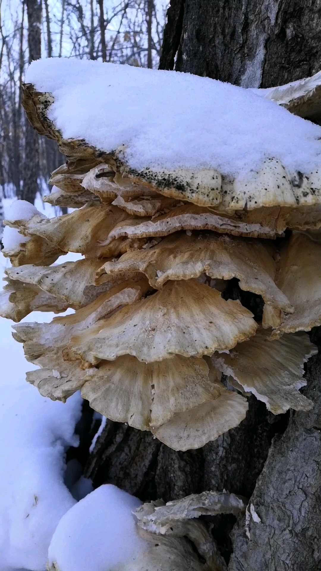 神奇的树鸡蘑,接上一视频