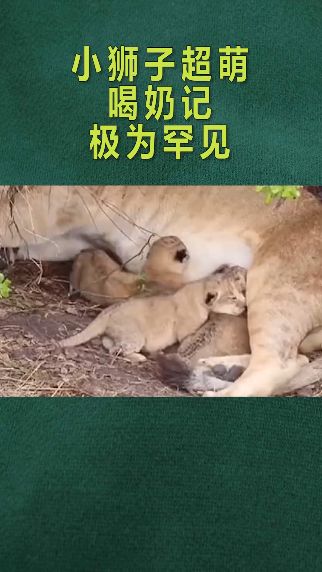 动物世界小狮子超萌,喝奶记极为罕见,真的让人大饱眼福!