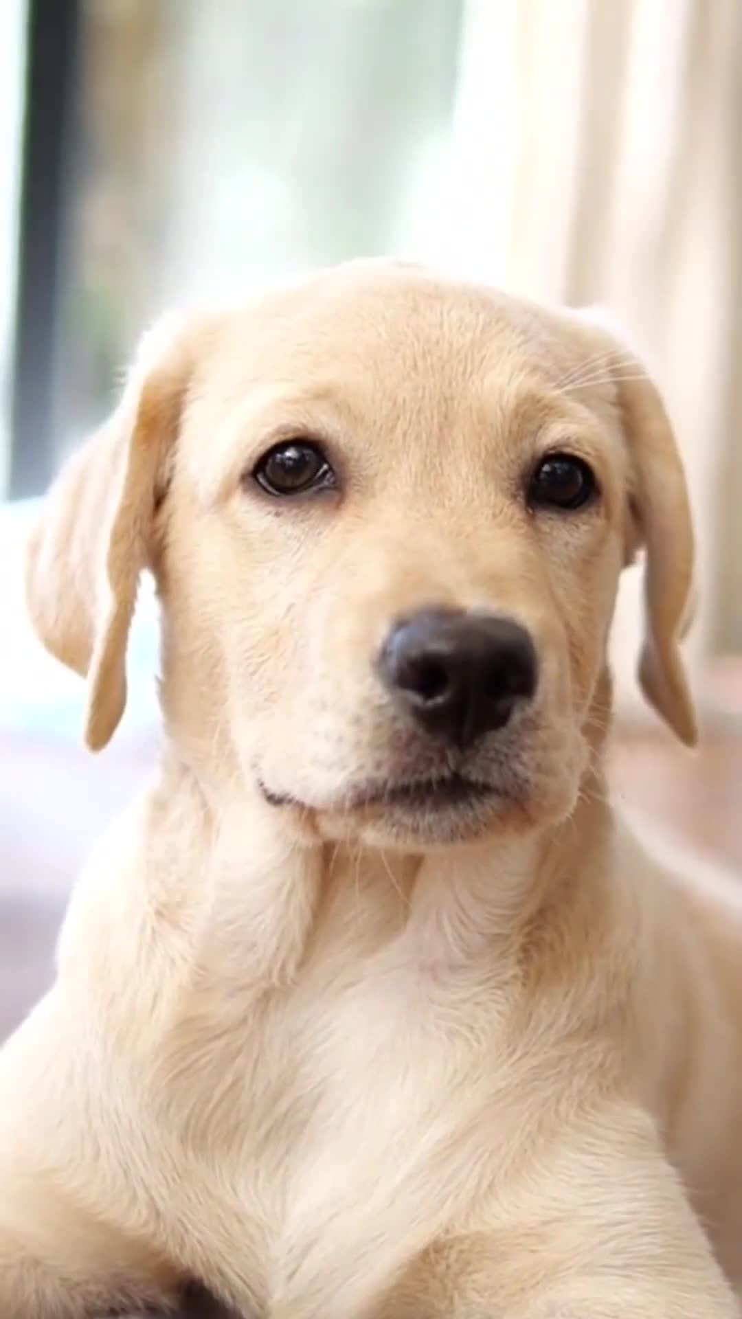 有人说你拉布就只会笑吗?不,王之凝视它也会